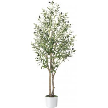 観葉植物 フェ...